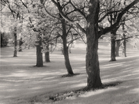 Whitnal Morning IR