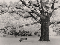 Tree and Bench IR