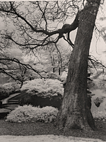 Osaka Garden IR
