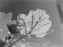 Oak tree leaf