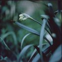 Grass