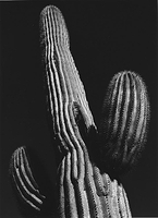 Saguaro