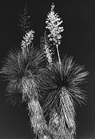 Yucca Flowered