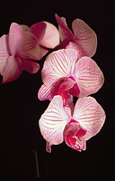 Orchid on black