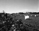 Marshmallow Field