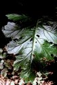 Muscular Leaf