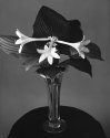 August lily