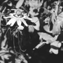 Passionflower