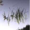 Marsh grass