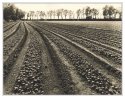 Field, polychrome-lith
