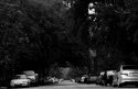 Tree lined street
