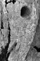 Ancient olive