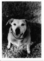 My dog Wrangler