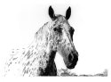 Cheyenne