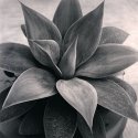 Portola Plant (print)
