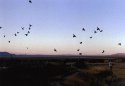 Birds against sunset