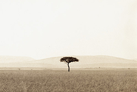 Lone Tree Masa Mara