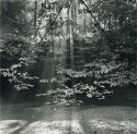 Turkey Run Hollow
