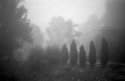 fog 1