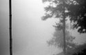 fog 2