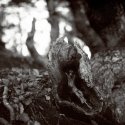 forrest of trolls...6 (farie)