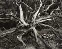 Root Structure