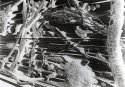 Chaparral Assemblage #1 (solarized version)