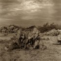Desert Scene 1