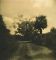 rice road