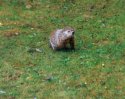 Backyard Critter