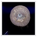crystal jellyfish