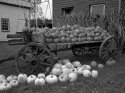 Pumkin Cart