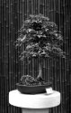 Bonsai