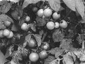 The cherry tomatoes