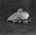 Fox and Snails