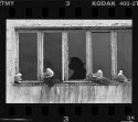 Kittiwakes 2