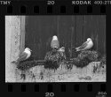 Kittiwakes 3