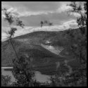 Through foliage