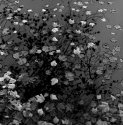 More leaves and water