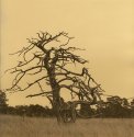 Pine remains