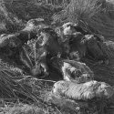Rein deer remains, II