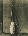 cat tail on fomabrom