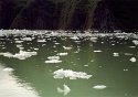 Icy Strait-seal and pup