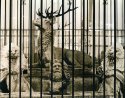 Allegory of Capitalism