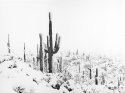 Sonoran Snowscape