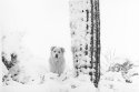 Ghost Dog