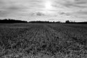 Autumn field