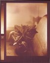 Faux POP - Croton on X-Ray Negative