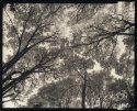 UP..... Big Leaf Maples