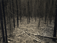 Open Woods, near Holden Village